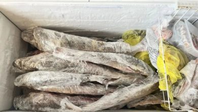 В Октябрьском районе Югры расследуют дело о незаконном хранении редкого осетра 5 В Октябрьском районе Югры расследуют дело о незаконном хранении редкого осетра