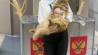 За выборами в Лангепасе следил кот Рыжик 5 За выборами в Лангепасе следил кот Рыжик
