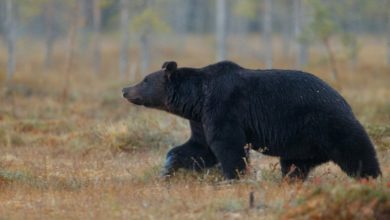 Медведя, ранее замеченного в городе Советский, ликвидировали в Югре 4 Медведя, ранее замеченного в городе Советский, ликвидировали в Югре
