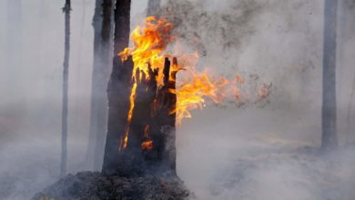 Завершение пожароопасного сезона в лесах Югры с 1 октября 5 Завершение пожароопасного сезона в лесах Югры с 1 октября