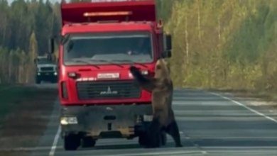 Бурые медведи всё чаще выходят к людям в разных регионах России