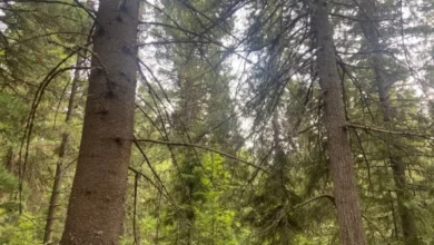 Ликвидация пожаров в регионе за неделю