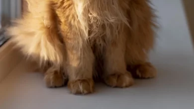 Рыжий и Цезарь: коты-сотрудники Музея Лангепаса 3 Рыжий и Цезарь: коты-сотрудники Музея Лангепаса