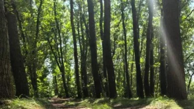 За неделю ликвидировали 73 пожара в Нижневартовске 2 За неделю ликвидировали 73 пожара в Нижневартовске