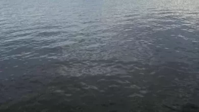 Спасатели помогли девушке и собаке в Югре