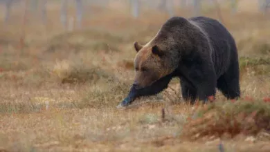 Медведя видели в районе Нижневартовска возле мусорных баков