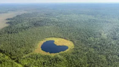 В Югре восстановят свыше 20 тысяч гектаров леса 3 В Югре восстановят свыше 20 тысяч гектаров леса
