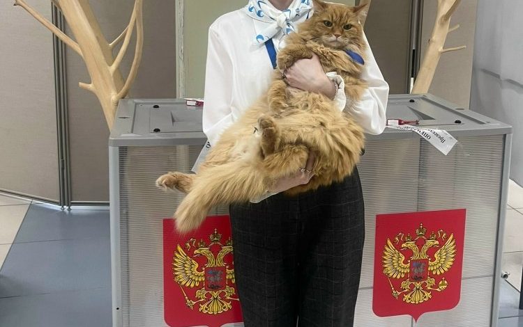 За выборами в Лангепасе следил кот Рыжик 1 За выборами в Лангепасе следил кот Рыжик