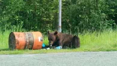 Эксперт объяснил рост нападений медведей на людей изменением климата 7 Эксперт объяснил рост нападений медведей на людей изменением климата