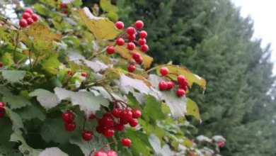 Погода в Югре на 3 октября: осадки в виде дождя и мокрого снега 2 Погода в Югре на 3 октября: осадки в виде дождя и мокрого снега